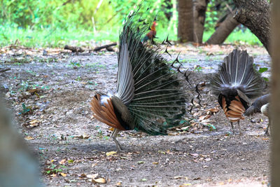 View of birds on land