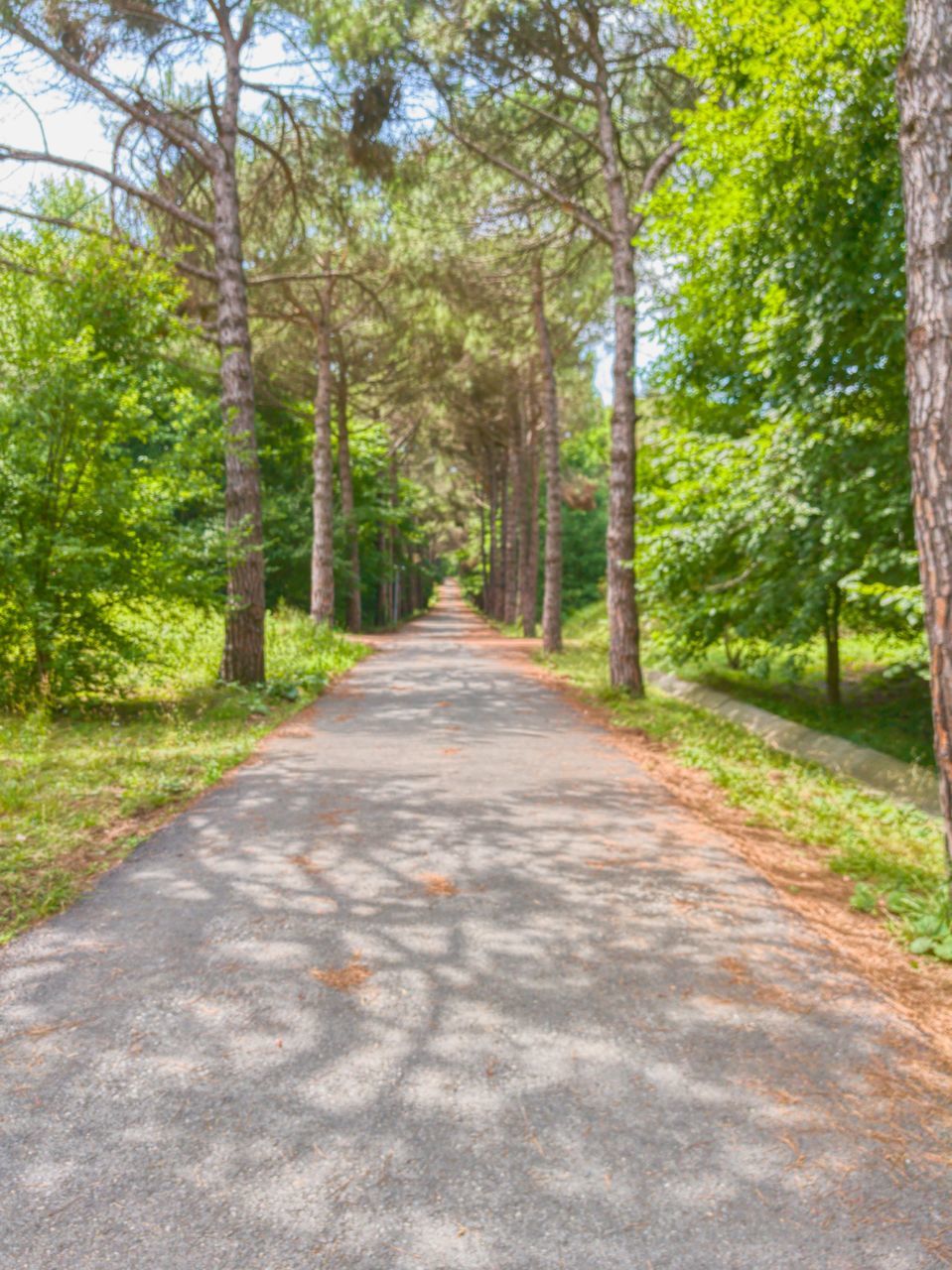 tree, road, nature, no people, day, outdoors, the way forward, forest, green color, straight, scenics, beauty in nature, sky