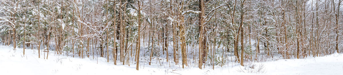 Plants growing on snow covered land