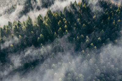 Aerial view of trees against sky