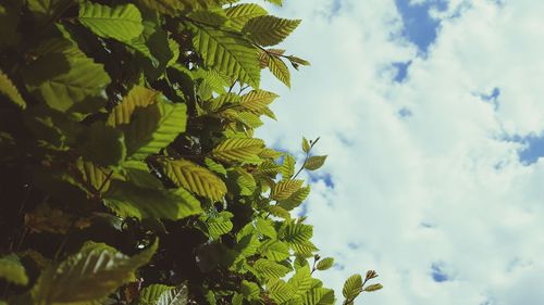 Low angle view of green plant against cloudy sky