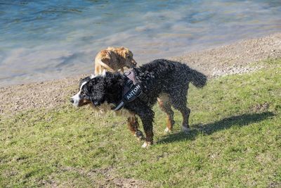 Full length of a dog running in water