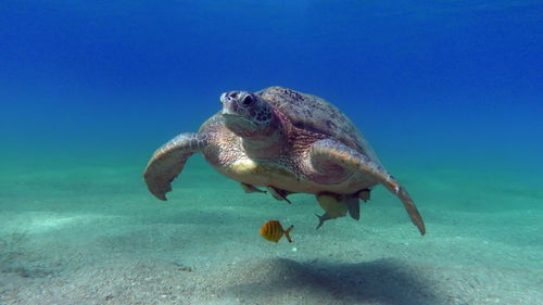 Big green turtle on the reefs of the red sea.