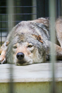 Close-up of a dog sleeping in zoo