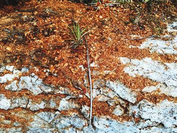 Leaves on tree trunk