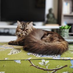 Portrait of cat relaxing at home