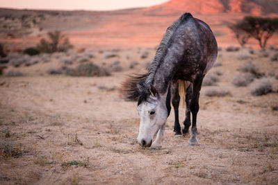 View of a horse on field