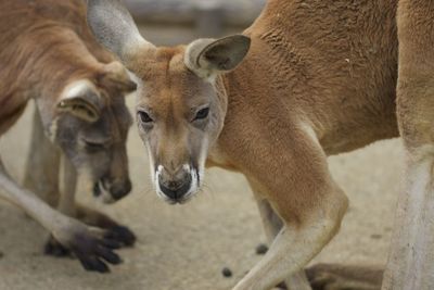 Close-up of deer standing outdoors