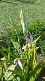 Close-up of flowers