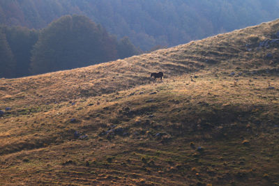 View of an animal on land