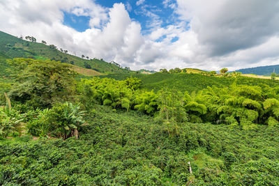 Coffee plants on hills against sky