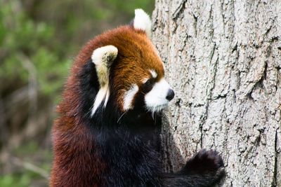 Close-up of a squirrel on tree trunk