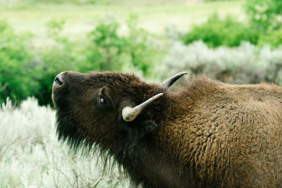 Close-up of a horse on field