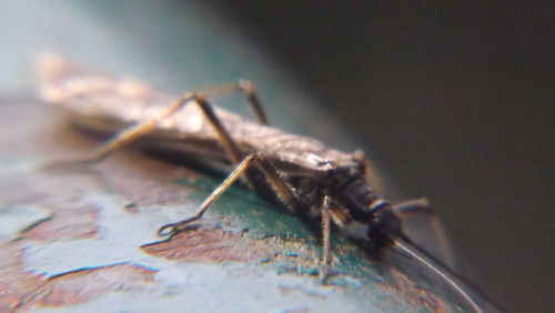 Close-up of insect