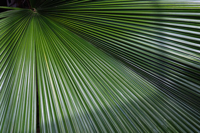 Beautiful tropical palm leaf