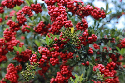 Close-up of berries growing on plant