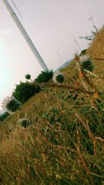 Close-up of fresh flower plants on field against sky