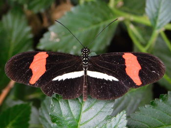 Close-up of butterfly on leaf