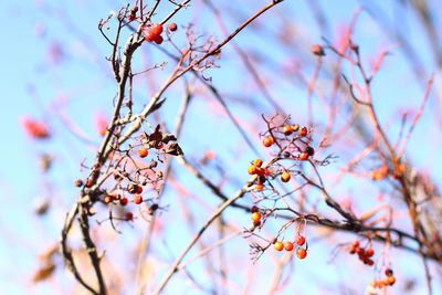 Low angle view of rowanberries on tree