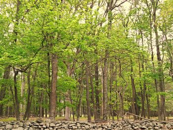 Trees growing in forest