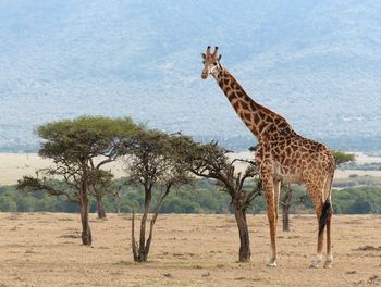 View of a giraffe standing on landscape