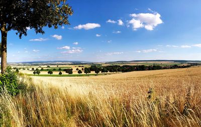 Scenic view of agricultural field against sky