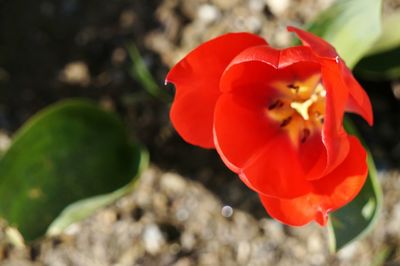 Close-up of red flower