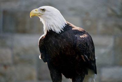 Close-up of eagle looking away while perching outdoors