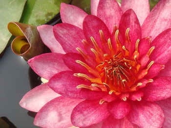 Close-up of pink flower