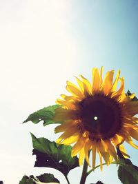 Close-up of sunflower