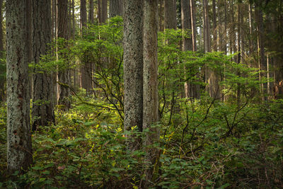 Pine trees in forest