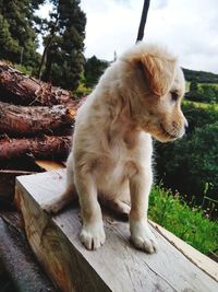 Puppy sitting on wood