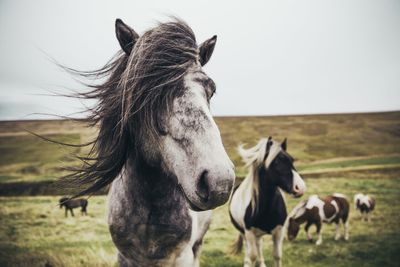 Horse standing on field coming in groups