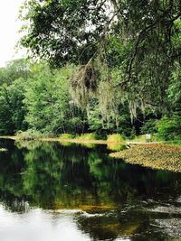 Reflection of trees in lake