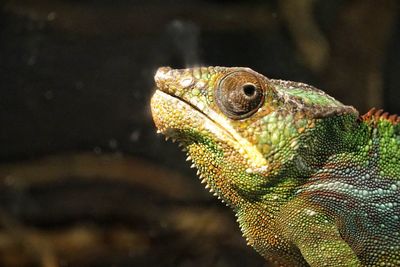 Close-up of lizard