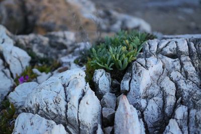 Close-up of fresh green rocks