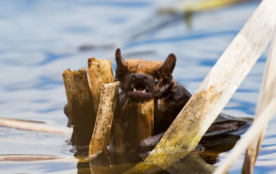 Close-up of bat in lake 