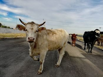 Cows on horse against sky