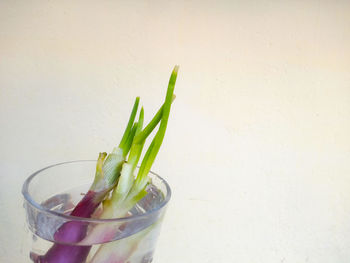 Close-up of scallions with water in container against beige background