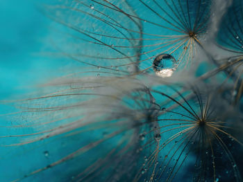 Abstract dandelion flower background. seed macro closeup. soft focus . spring nature