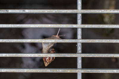 Close-up of an animal seen through metal fence