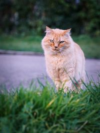 Portrait of a cat on field