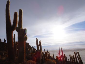 Low angle view of fresh cactus plants against sky during sunset