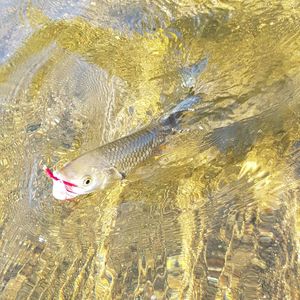 High angle view of fish swimming in sea