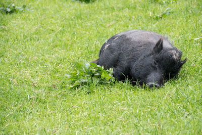 View of a sheep on grassy field