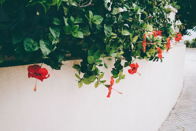 High angle view of red flowering plants on footpath