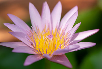 Close-up of purple water lily