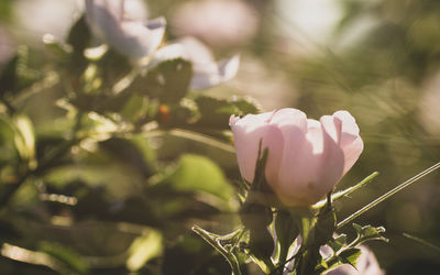 Close-up of pink flowering plant on field