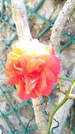 Close-up of flower blooming outdoors