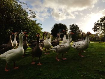 Flock of birds on field